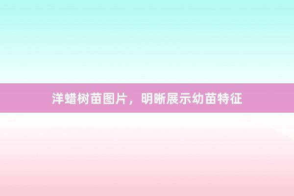 洋蜡树苗图片,明晰展示幼苗特征