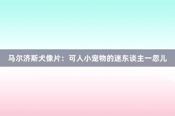 马尔济斯犬像片：可人小宠物的迷东谈主一忽儿